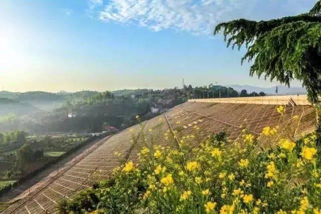 橘喵示范猫跳台新用法,软烂趴跳台一脸厌世,奴才无奈!